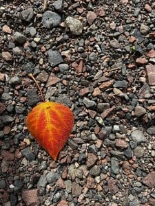 Fall is in the Air